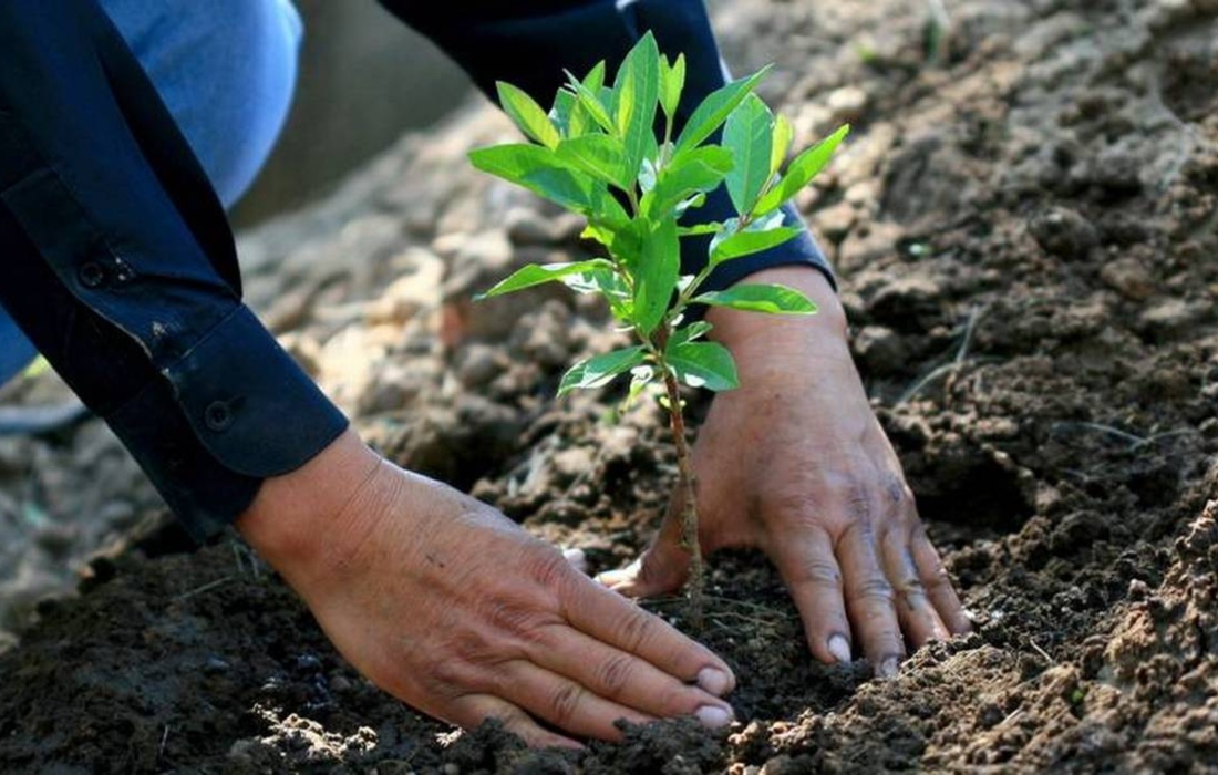 Pide Conafor conservar la vegetación nativa del país