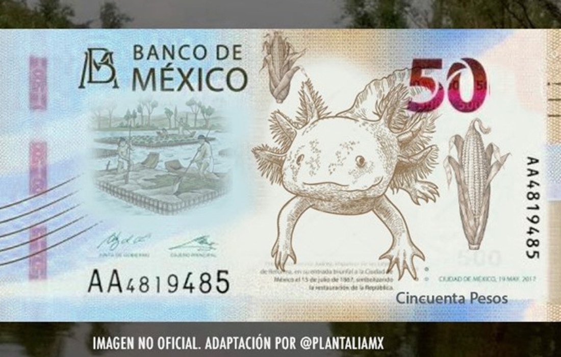 Protagonizará axolote nuevo billete de 50 pesos