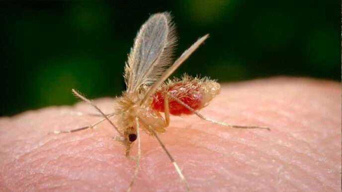 Leishmaniasis y su conexión con la mosca chiclera explicada