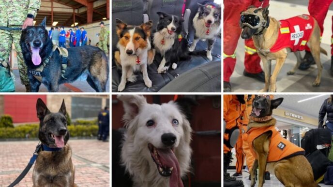 Perros rescatistas que salvan vidas en Venezuela tras terremotos